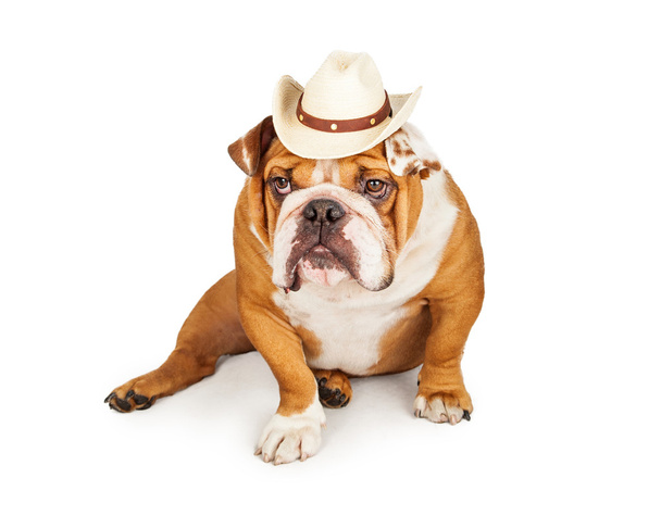 Westerse Cowboy Engels Bulldog - Foto, afbeelding