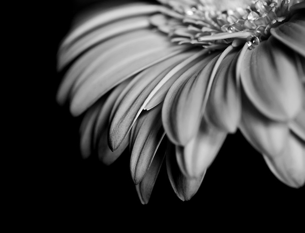 Όμορφο μαύρο και άσπρο πέταλα - Φωτογραφία, εικόνα