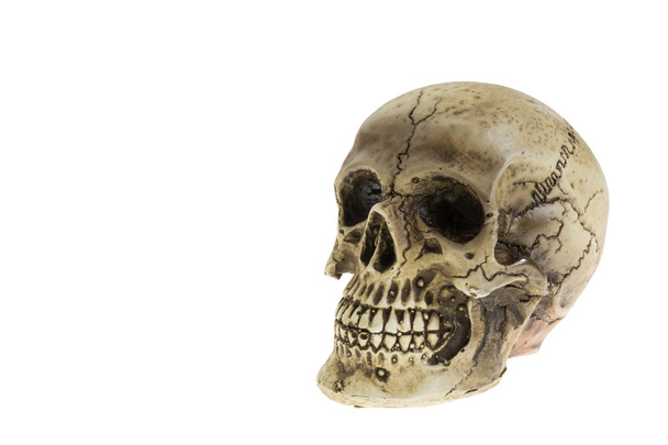 人間の頭蓋骨 - 写真・画像