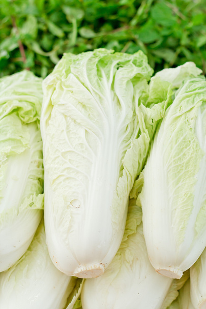  Chinese Cabbage - Photo, Image