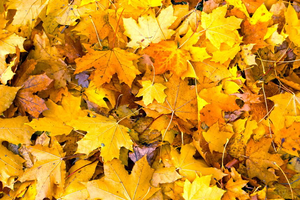 Leaves Background - Foto, Bild