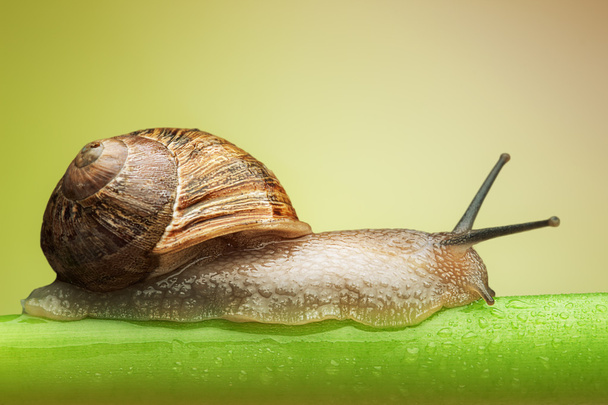 Snail on green stem - Photo, Image