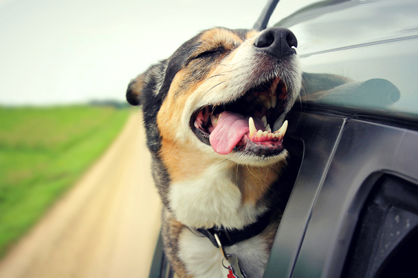 Χαρούμενο σκυλί με τα μάτια κλειστά και γλώσσα έξω ιππασία στο αυτοκίνητο - Φωτογραφία, εικόνα