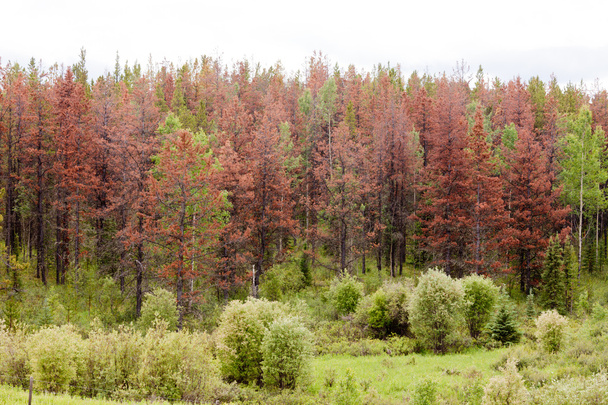 Жук-гора убил сосновый лес
 - Фото, изображение
