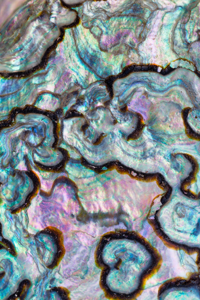 Nacre brillante de Paua o fondo de concha de Abalone
 - Foto, Imagen