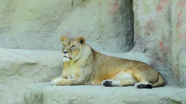 Lioness resting - Footage, Video