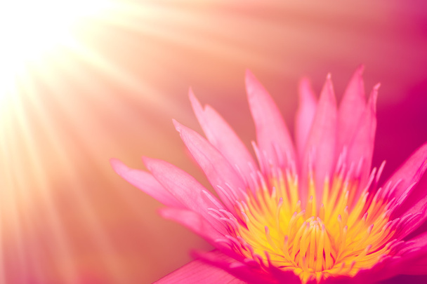 Krásné květiny s pozadím Soft Focus barva filtrované. - Fotografie, Obrázek