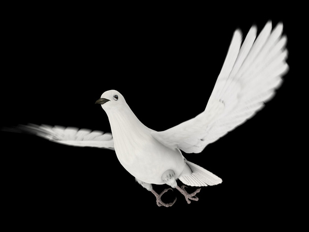 λευκό Περιστέρι - Φωτογραφία, εικόνα