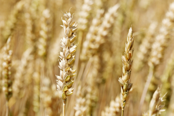 熟した小麦のスパイクの詳細 - 写真・画像