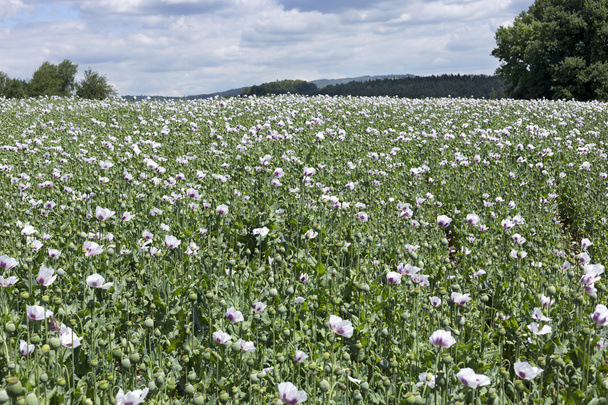 Field of the white Poppy with Poppyheads and Flowers - Photo, Image