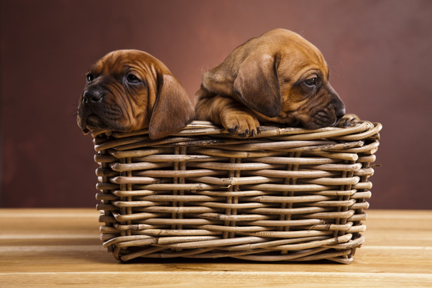Cachorros amstaff, dachshund
 - Foto, imagen