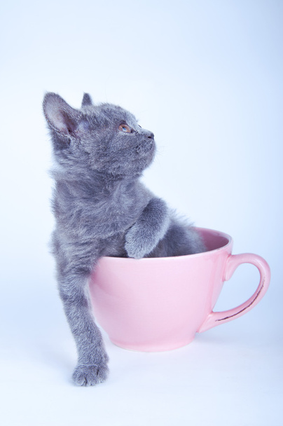 Шотландский котенок сидит в розовой чашке
 - Фото, изображение