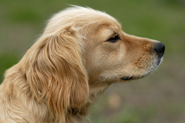 bruine hond - Foto, afbeelding