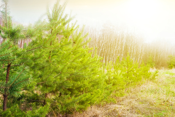 Closeup pine trees - Fotoğraf, Görsel