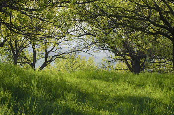 tavaszi orchard - Fotó, kép