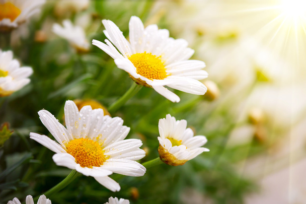White daisies meadow. - Photo, Image