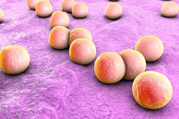 Streptococci. Spherical bacteria on the surface of skin or mucous membrane - Photo, Image