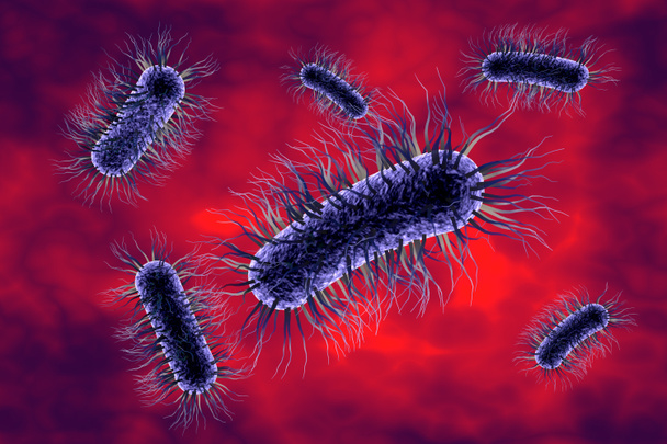 エシェリヒア属大腸菌 - 写真・画像