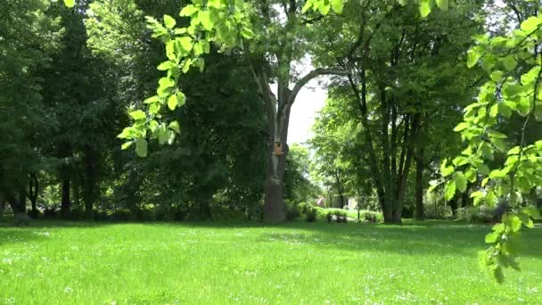 Große Nistkästen für Eule oder Truthahn hängen an Bäumen im Park. 4k - Filmmaterial, Video
