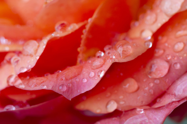 Macro photography of rain drops on pink rose - Zdjęcie, obraz