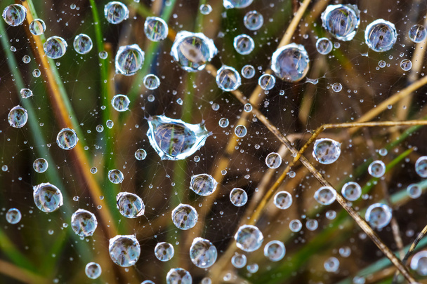 Spider web in a drops - Foto, Bild