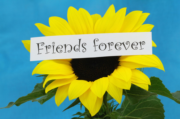 Arkadaşlar sonsuza kadar kartı ile mavi arka plan ayçiçeği - Fotoğraf, Görsel