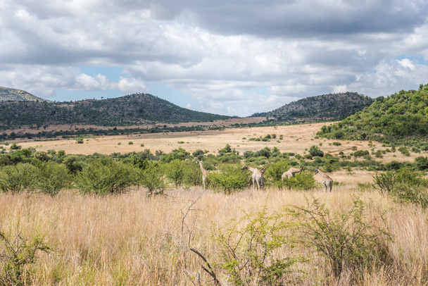 Girafe, parc national du Pilanesberg. Afrique du Sud
. - Photo, image