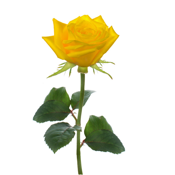 ενιαία όμορφο τριαντάφυλλο κίτρινο - Φωτογραφία, εικόνα