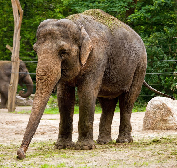 Elefante indio
 - Foto, Imagen