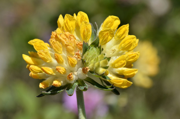 Kwiat żółty woundwort - Zdjęcie, obraz