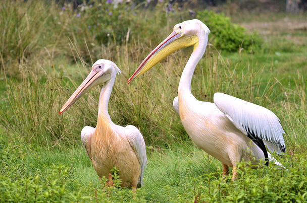 Para białe pelikany na trawie - Zdjęcie, obraz