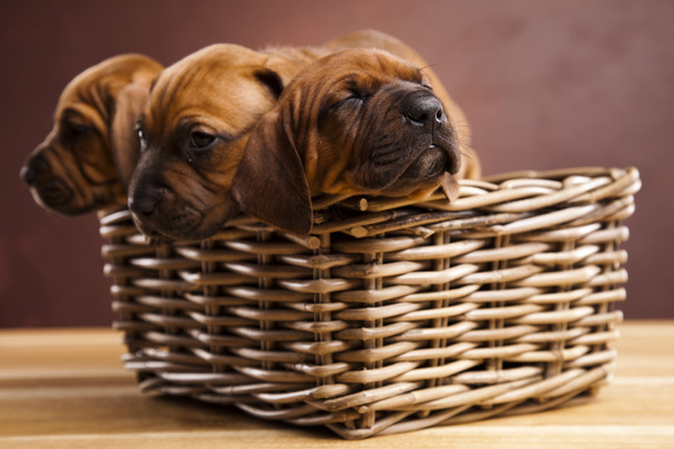Cachorros, cesta de mimbre
 - Foto, Imagen