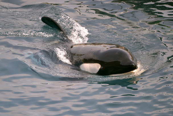 Φάλαινα δολοφόνος κολύμπι - Φωτογραφία, εικόνα