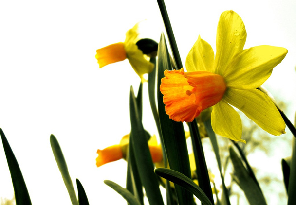 Narcisos amarillos
 - Foto, imagen