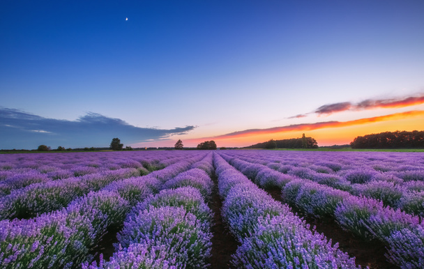 Nascer do sol e nuvens dramáticas sobre Lavender Field
 - Foto, Imagem