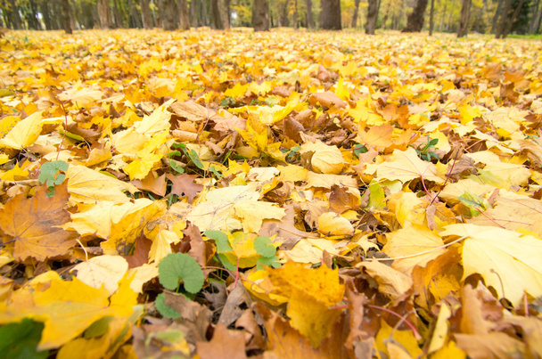 feuilles d'automne fond - Photo, image