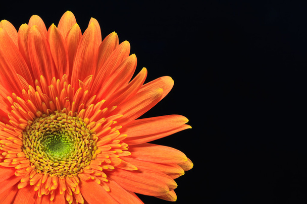 Oranje gerbera daisy - Foto, afbeelding