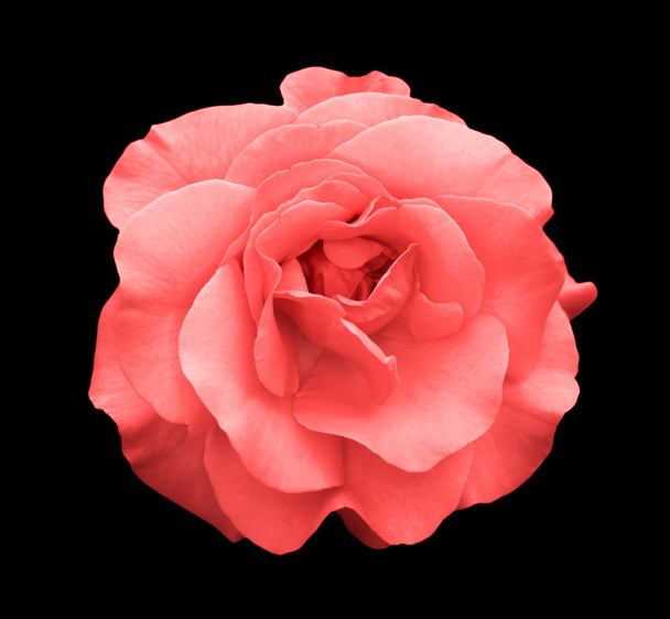 Acid rose rose flower macro isolated on black - Zdjęcie, obraz