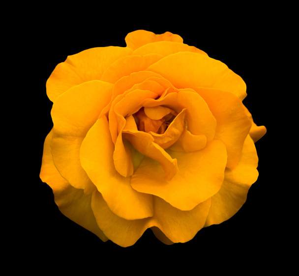 помаранчева квітка троянди макро ізольовані на чорному
 - Фото, зображення