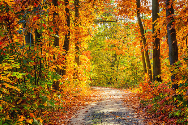 Autumn forest - Fotó, kép