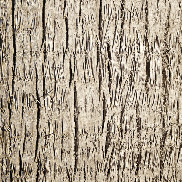 Rough wood texture - 写真・画像