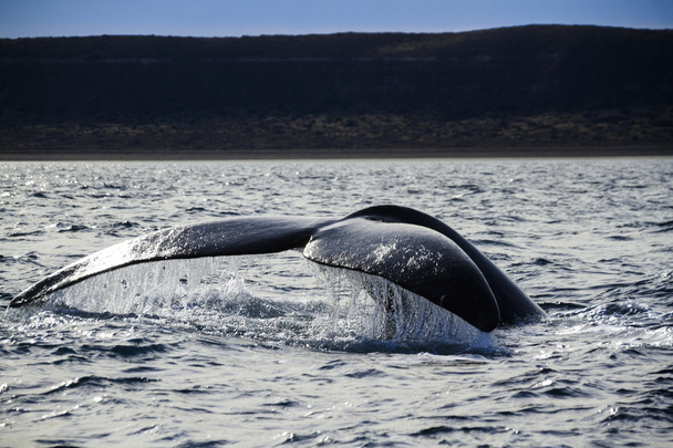 cola de ballena
 - Foto, imagen