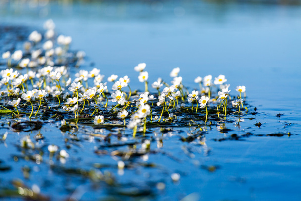 Vedenalaisen kasvin kukat
 - Valokuva, kuva