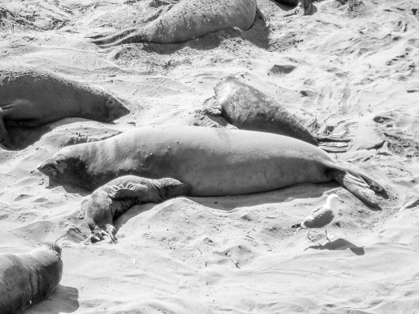 Colonia de focas elefantes
 - Foto, imagen