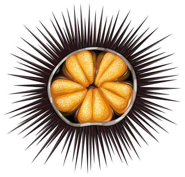 Urchin - Vector, afbeelding