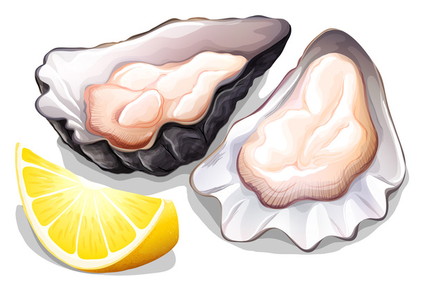 Oyster - Vector, Image