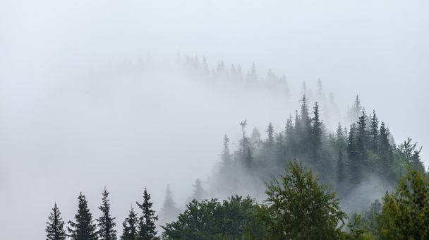 Matin brumeux dans les Carpates
 - Photo, image
