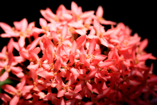 piros ixora virág - Fotó, kép