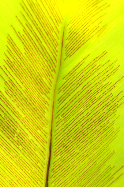 зеленые листья фона - Фото, изображение