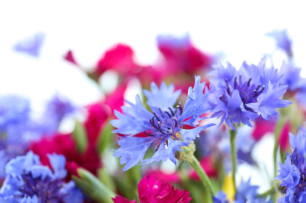 Hermosas flores silvestres pequeñas de cerca
 - Foto, Imagen